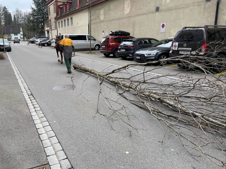Pferd zieht Baum