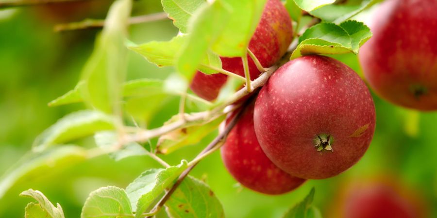 Apfel, rot, Baum, Blätter