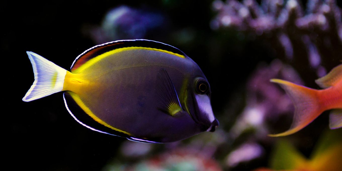 Fisch weg 5 Gründe für das Verschwinden aus dem Aquarium Nau Tiere