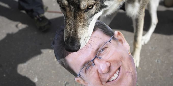 Ein Tschechoslowakischer Wolfshund hält eine Maske von Bundesrat Albert Rösti im Mund bei der Einreichung der Petition gegen den Wolfsabschuss. Albert Rösti Wolf