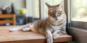 Katze am Fenster