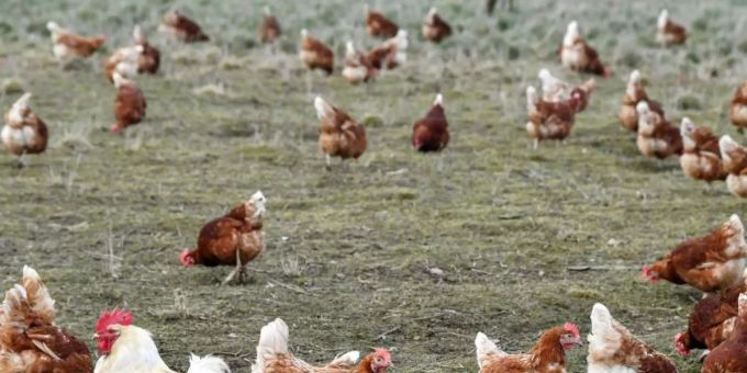 Die Produktion von Eiern aus Freilandhaltung und ökologischer Erzeugung in Deutschland wächst weiter kräftig. Foto: Patrick Pleul/dpa-Zentralbild/dpa Die Produktion von Eiern aus Freilandhaltung und ökologischer Erzeugung in Deutschland wächst weiter kräftig. Foto: Patrick Pleul/dpa-Zentralbild/dpa
