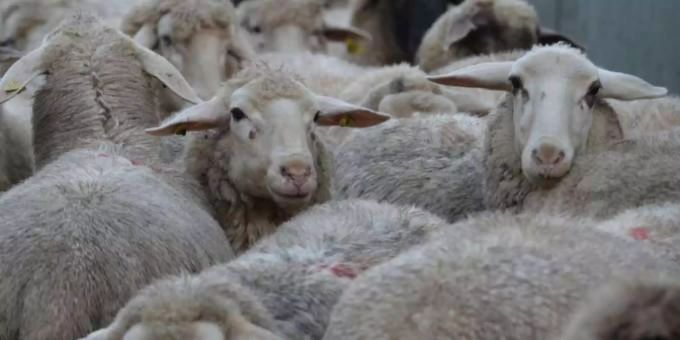 Wolfsangriff denkbar - 71 Schafe im Bündner Oberland abgestürzt