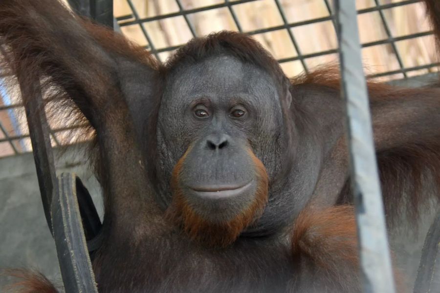 Orang-Utan Borneo