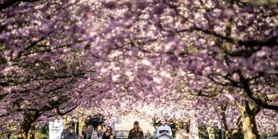 Kopenhagen blüht auf