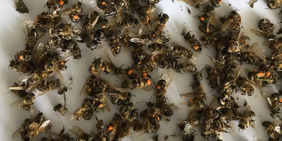 Bienensterben