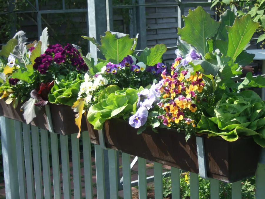 Gemüse mit Sommerflor kombiniert, wird eine besonders attraktive Wirkung erzielt.