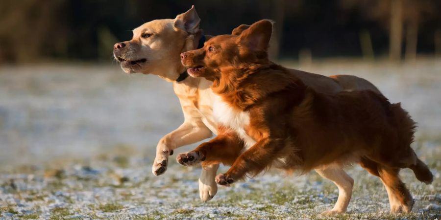 Zwei Hunde