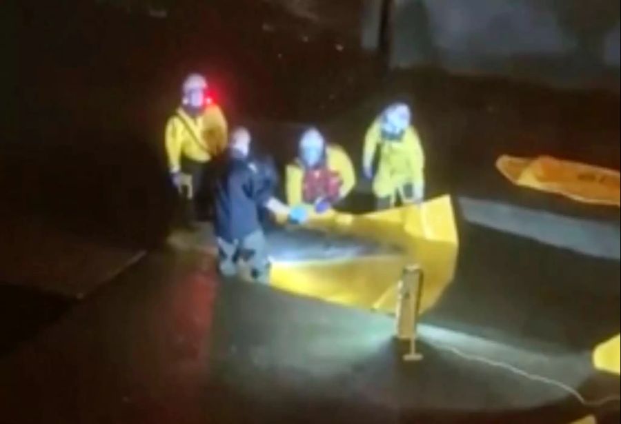 Wal aus Themse-Schleuse befreit