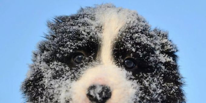 Border Collie Welpe Border Collie Welpe
