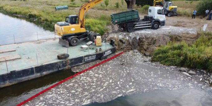Rätsel um massives Fischsterben in der Oder: Ein Bagger bergt die toten Tiere. fischsterben