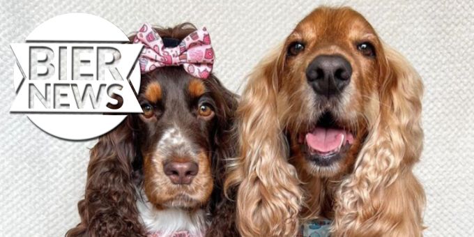 Wie Rapunzel! - Cocker-Spaniel verblüffen Netz mit glänzendem Fell