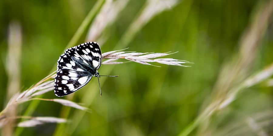 Nach einem veritablen Redemarathon ist der Nationalrat auf den indirekten Gegenvorschlag zur Biodiversitätsinitiative eingetreten. (Archivbild)