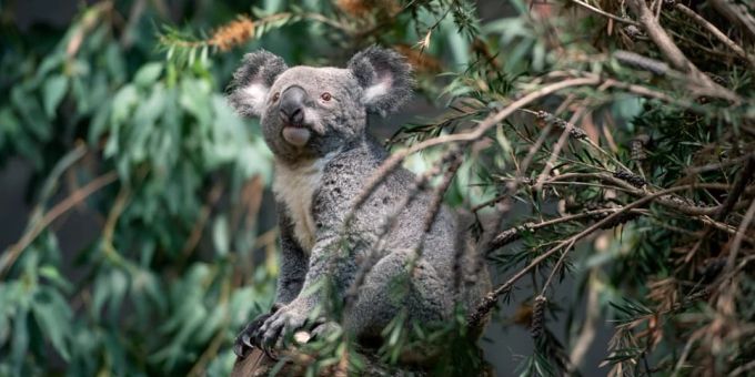 Die Koalas im Zoo Zürich können ihr neues Zuhause beziehen. Zoo Zürich