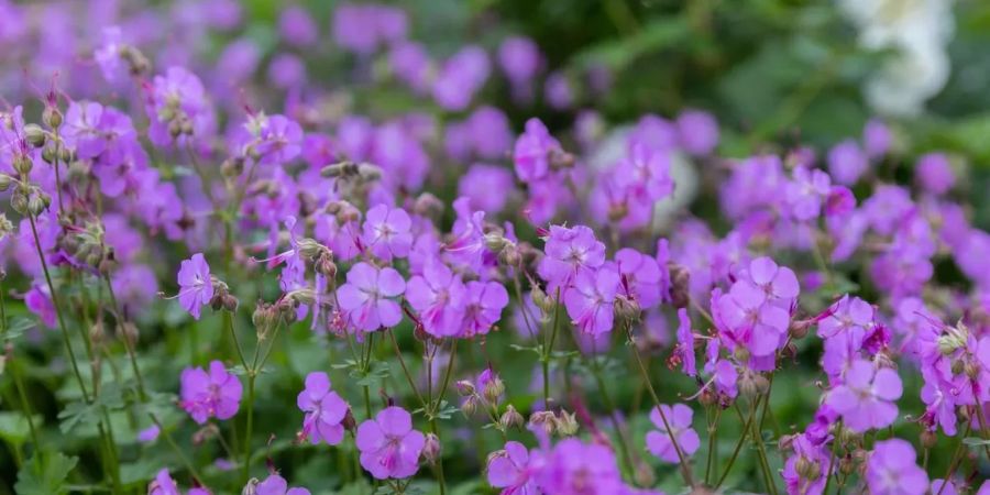 Eine blühende Blumen Wiese mit lila Blüten. (Symbolbild)