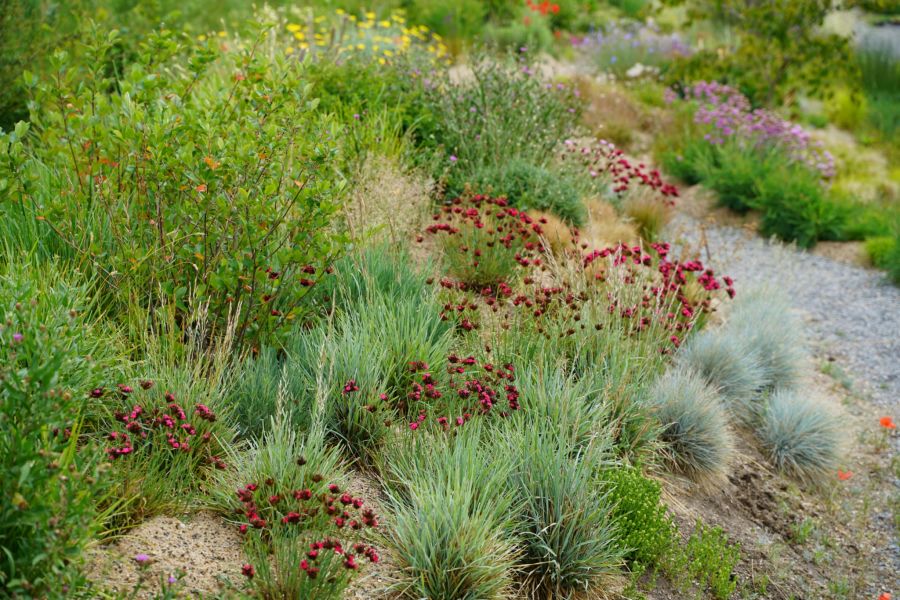 Sand Beet Pflanzen Blüten Garten