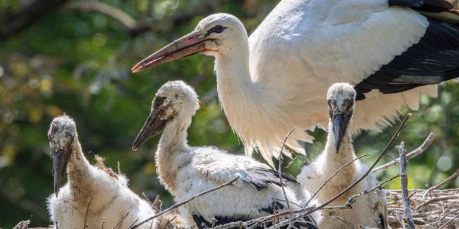 Junge Störche im Nest