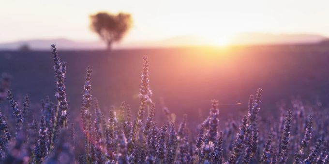 Das besondere Wellness-Erlebnis: unter freiem Himmel übernachten in einem Lavendelfeld. Erkundigen Sie sich nach einem Angebot in Ihrer Umgebung! Wellness Lavendel Angebot übernachten