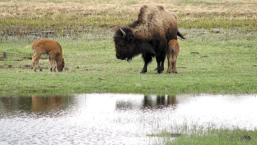 Im Yellowstone National Park in den USA leben zahlreiche Bisons. (Archivbild)