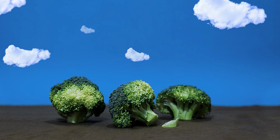 Broccoli Gemüse Bäume Gemeinsamkeiten