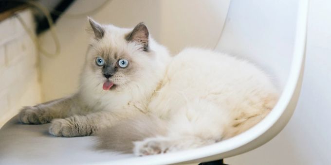Die meisten Katzen lieben Katzenminze. Weisse Katze
