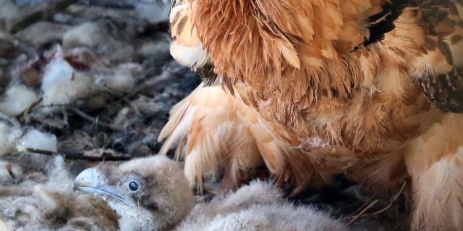 Im Alpenzoo in Innsbruck liegt ein Bartgeierküken in einem Nest. Zwei im Februar in Österreich geborene Junggeier sollen im Mai im bayerischen Nationalpark Berchtesgaden ausgewildert werden.