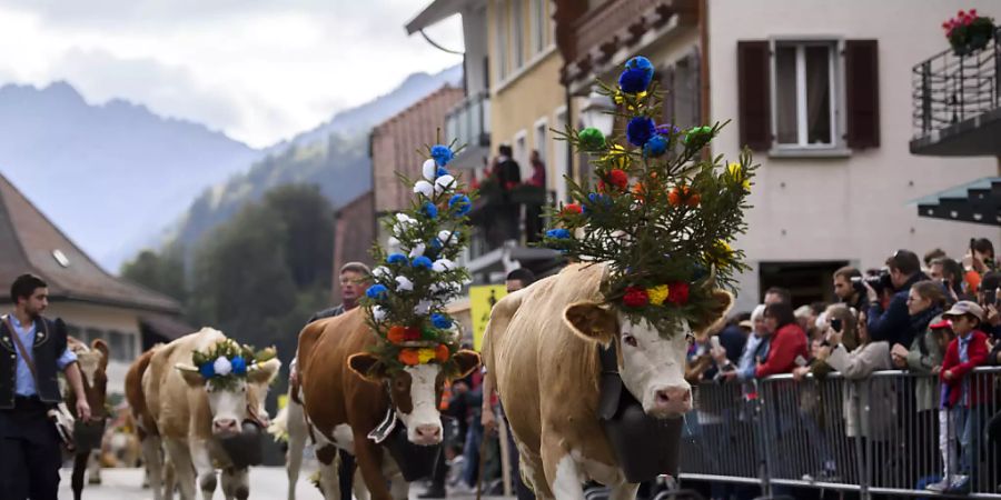 Alpabzug in Charmey: Die Kühe marschieren nach dem Sommer auf der Alp ins Tal zurück.