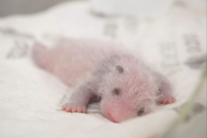 Fast nackt und noch blind liegt eines der beiden Panda-Jungtiere im Zoo Berlin auf einer Decke. Panda-Nachwuchs im Zoo Berlin
