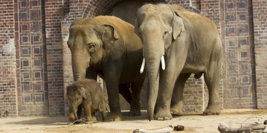 Leipzig zoo