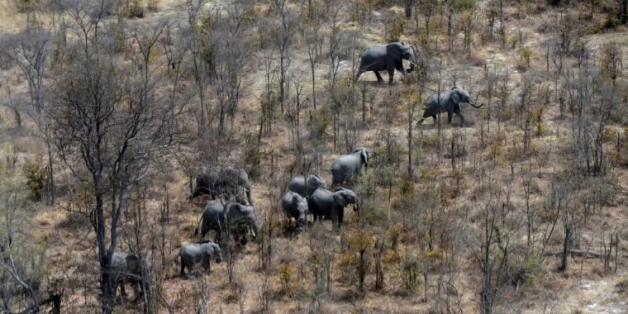 Elefanten in Botswana