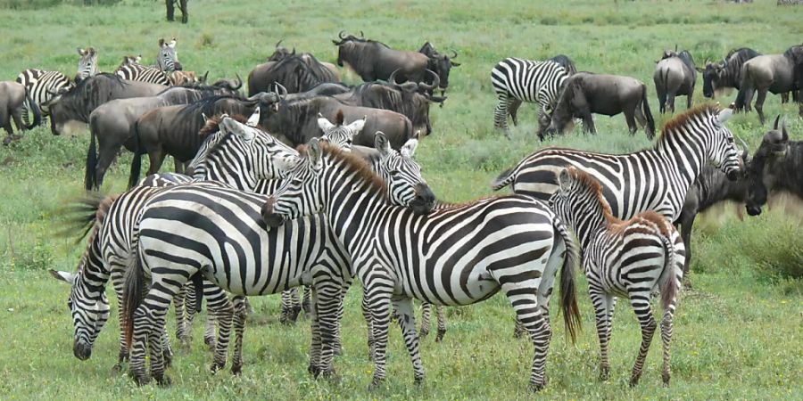 Rund 1,5 Millionen Gnus und 200'000 Zebras ziehen jährlich durch die Serengeti und prägen das Graslandökosystem.