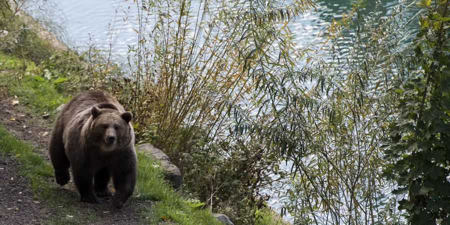 Bärenpark