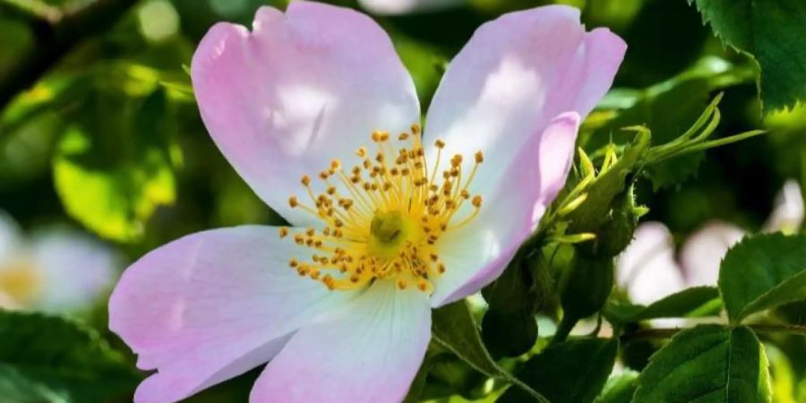 Heckenrosen