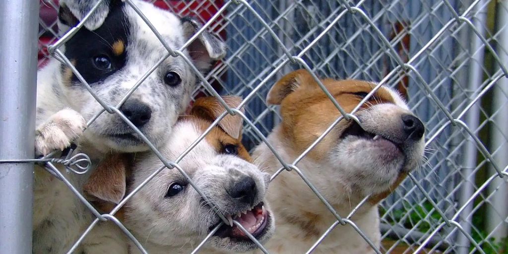 Fünf illegal eingeführte Hunde aus Rumänien beschlagnahmt