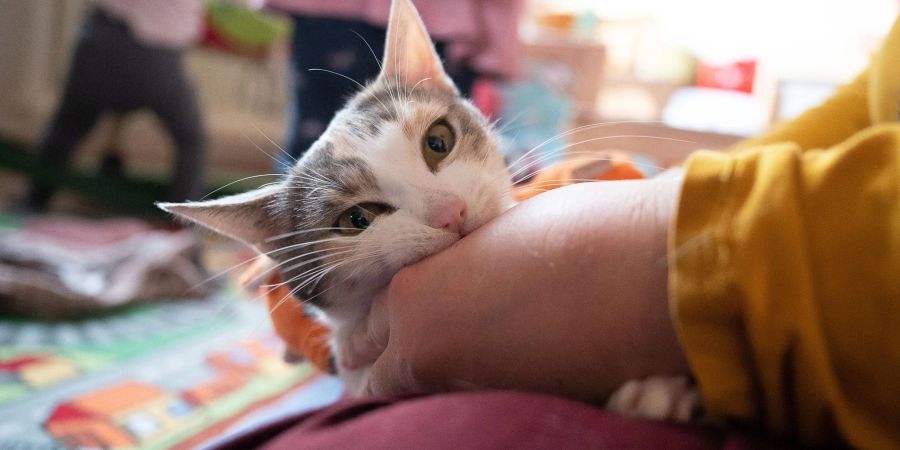 Permethrin-haltige Zeckenmittel können für Katzen schwere oder gar tödliche Vergiftungen zur Folge haben.
