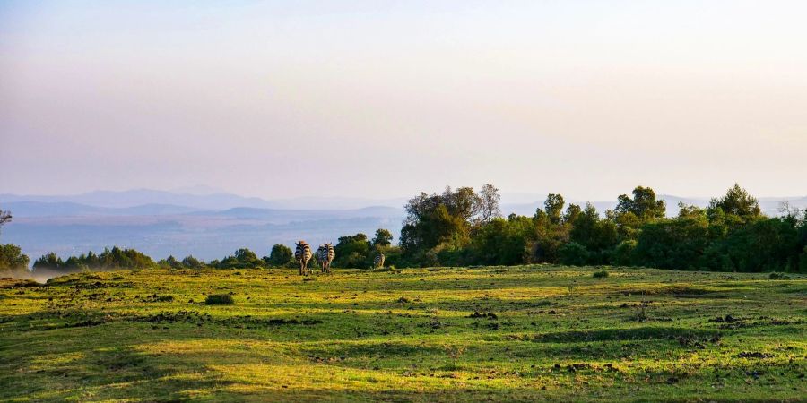 Am Mount Kenya in der Nähe grasen friedliche Zebras. Die Region ist bisher von Touristen noch wenig erschlossen.