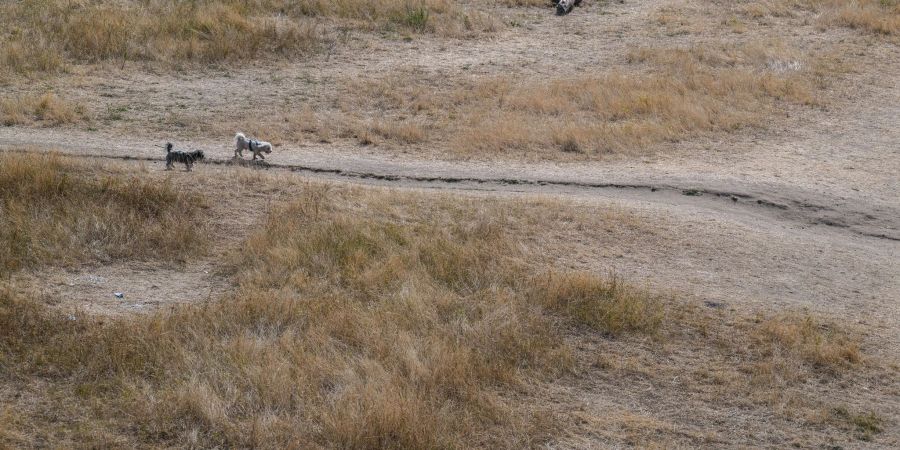 Hunde laufen bei Sonnenschein über die ausgetrockneten Elbwiesen in Dresden.