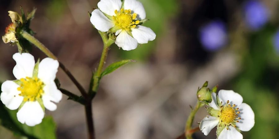 Die Walderdbeere kann sich an Hitze und anderen Stress «erinnern»: Blütenstand der Pflanze im Frühjahr. (Archivbild)
