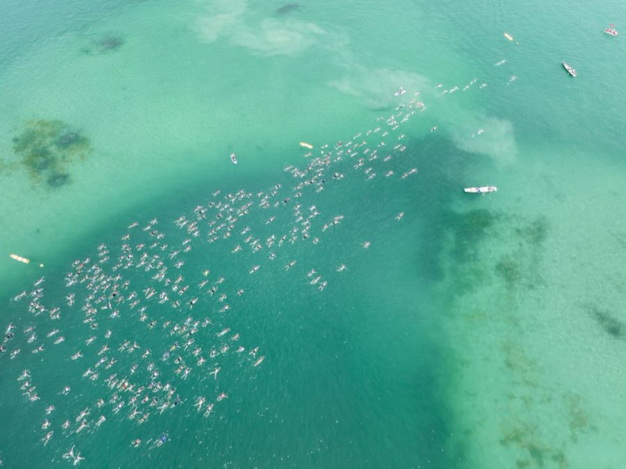 Beim «Seegras» im Zürichsee handelt es sich eigentlich meistens um Laichkräuter oder um Armleuchteralgen.