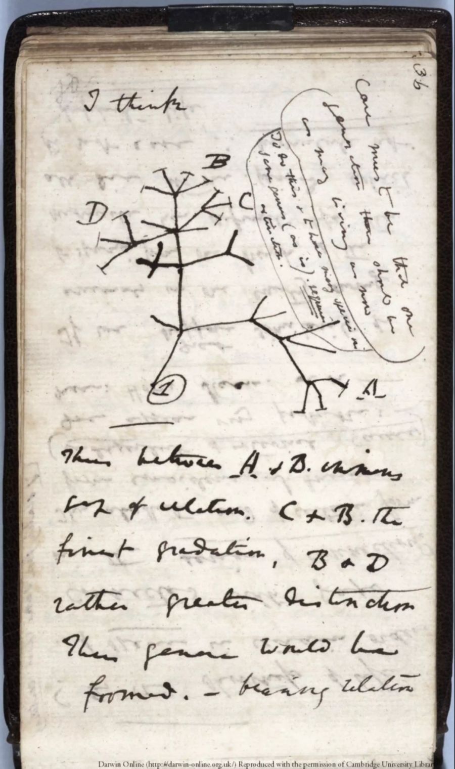 Darwin-Notizbücher