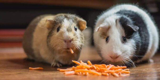 Zwei Meerschweinchen essen Kartotten Stückchen.