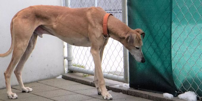 Galgo-Rüde Fermin sucht ein neues Zuhause. Fermin New Graceland