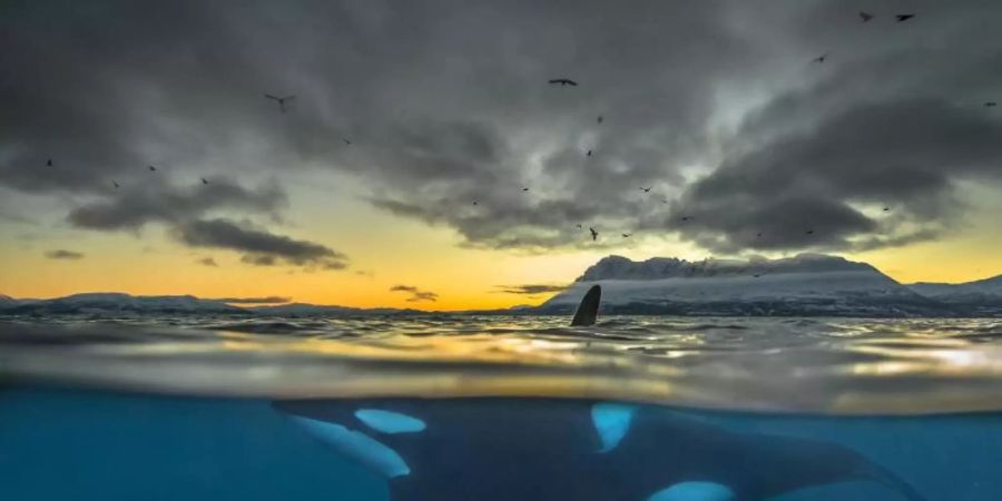 Ein Orca vor der Küste Nordnorwegens. Foto: Audun Rikardsen/eurekalert/dpa