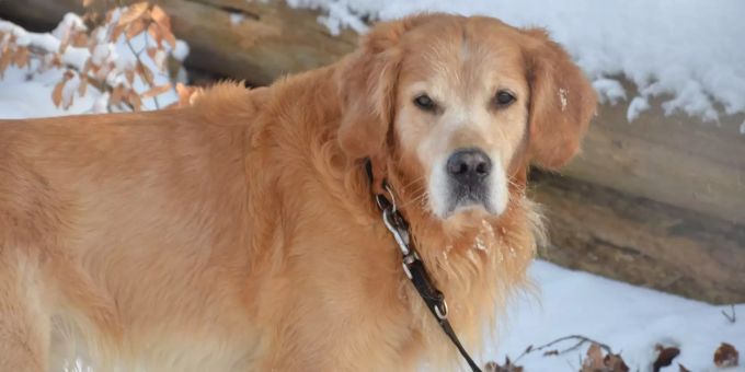 Golden-Retriever-Rüde Zanbo sucht ein neues Zuhause.