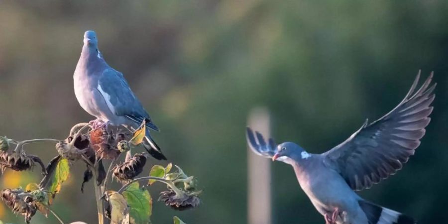 Ringeltauben in Stuttgart: Insgesamt wurden bei der Aktion des Naturschutzbundes 3,9 Millionen Vögel gezählt. Foto: Sebastian Gollnow/dpa