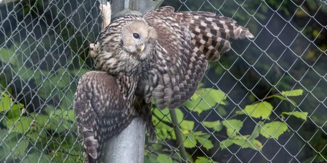 Neu im Zoo angekommen: Habichtskauz.