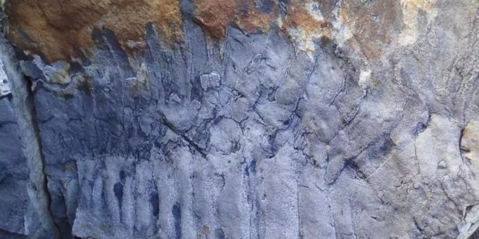 Handout-Foto des Arthropleura-Fossils am Strand von Howick in Northumberland. Foto: Neil Davies/PA Media/dpa Handout-Foto des Arthropleura-Fossils am Strand von Howick in Northumberland. Foto: Neil Davies/PA Media/dpa