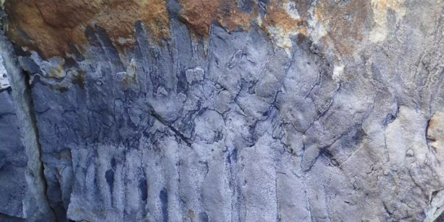 Handout-Foto des Arthropleura-Fossils am Strand von Howick in Northumberland. Foto: Neil Davies/PA Media/dpa