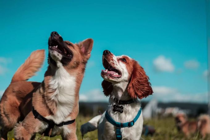 Rüden sind meist dominanter als Weibchen. Zwei Hunde