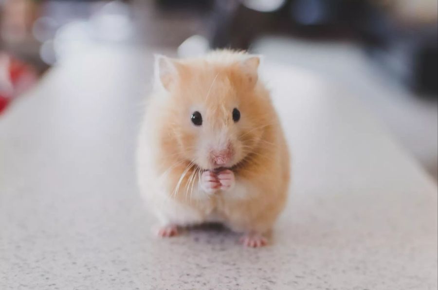 Hamster Frontansicht